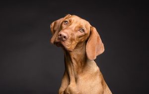 Köpekler Düğmelere
