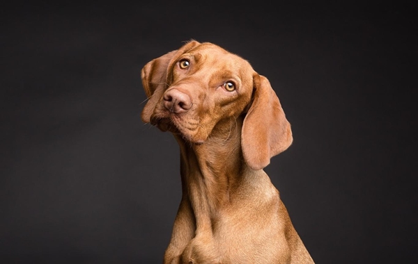 Köpekler Düğmelere