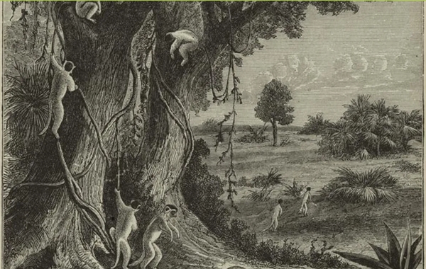 Lemuryanın Tuhaf Hikayesi