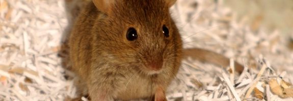 Scientists create mice with two fathers after making eggs from male cells