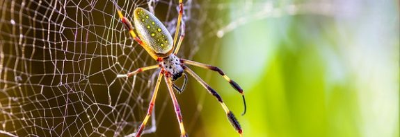 Will spider’s silk reinvent the fashion industry?