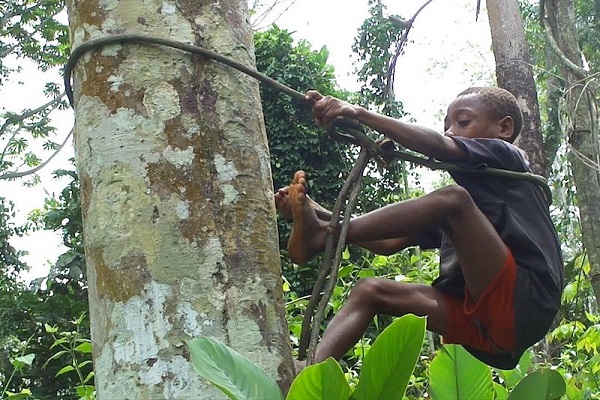 İnsanlarda Büyük Beyinler Nasıl Evrimleşti?