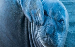 Elephants Seals' 'Sleep Spiral' Helps Them Recharge And Avoid Predators While at Sea