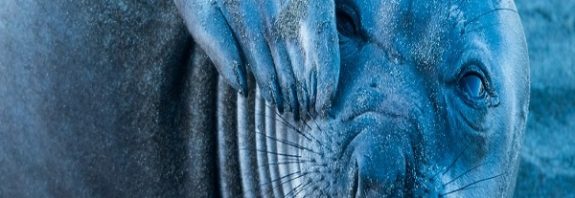 Elephants Seals' 'Sleep Spiral' Helps Them Recharge And Avoid Predators While at Sea