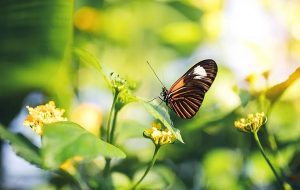 Top notes of sex? Engineered plants trick pests using sex perfume