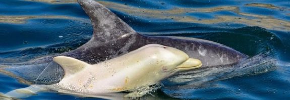 Extremely rare albino dolphin spotted in Africa, possibly for the 1st time ever