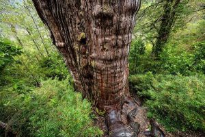 Dünyanın Bilinen En Yaşlı Ağacı Önemli Bilgiler Taşıyor