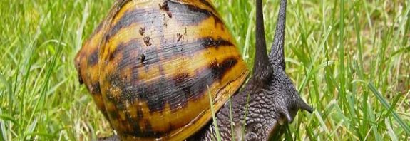 We've Been Eating a Mighty Prey For 170,000 Years Says New Study Giant Land Snails