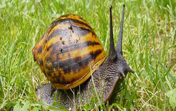 We've Been Eating a Mighty Prey For 170,000 Years Says New Study Giant Land Snails
