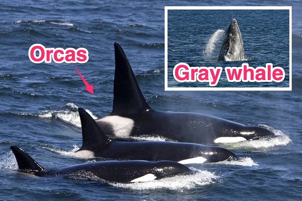 30 Orka İki Gri Balinayı Canlı Canlı Yemeye Çalıştı