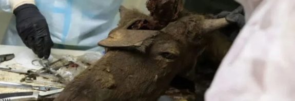 Bilim İnsanları 8 Bin Yıllık Donmuş Bizonu Klonlamayı Düşünüyor!