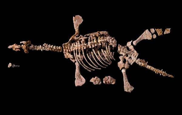 Stunning Opalized Plesiosaur Reveals New Fish Species Thanks To Fossilized Stomach Contents
