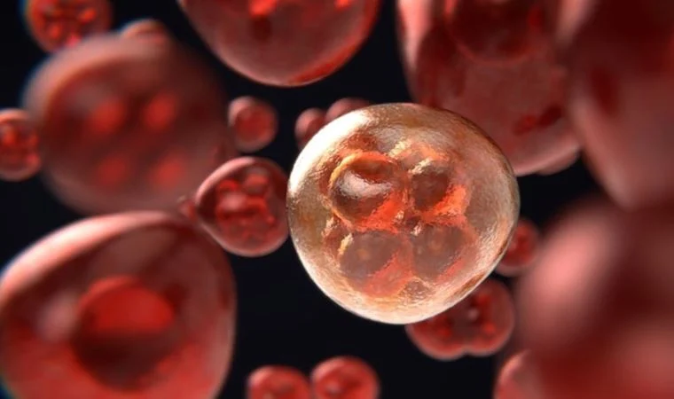 Tarama Programlarıyla Bazı Kanserler Büyük Oranda Tespit Edilebiliyor