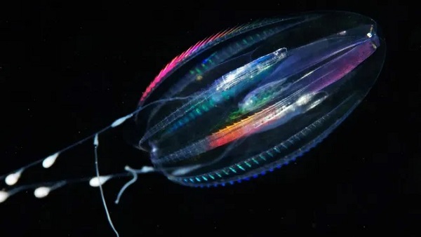 700 milyon Yıl önce Ortaya Çıktı Dünyanın İlk Hayvanı Bulunmuş Olabilir mi?