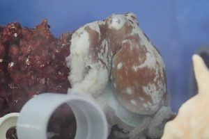 Bilim insanları bir ahtapotu kabus gördüğü sırada kayda aldı