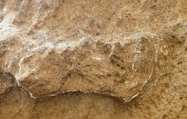 Dünyanın En Eski Homo