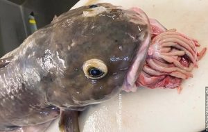 Rus Balıkçı Organları Ağzından Sarkan Balığın Fotoğraflarını Paylaştı