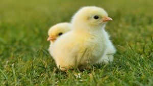 Bilim İnsanları Yumurtadan Çıkmamış Civcivlerin Cinsiyetini Belirleme Yöntemi Geliştirdi