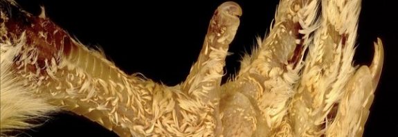 Tweaking Just a Few Genes Transforms Scales Into Feathers