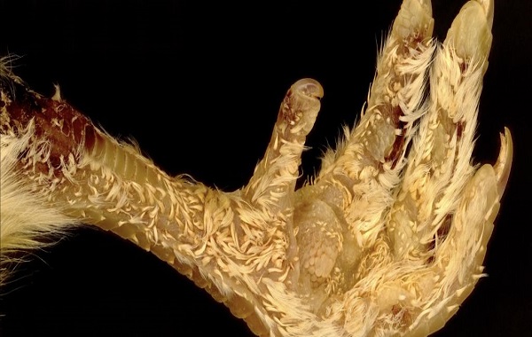 Tweaking Just a Few Genes Transforms Scales Into Feathers