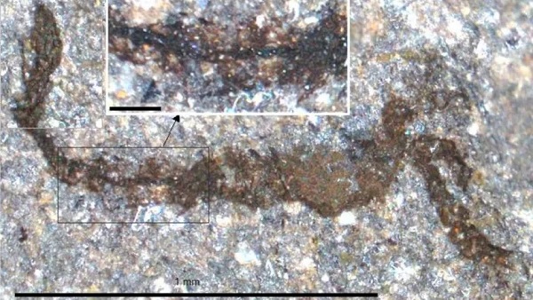 462 Milyon Yıllık Fosilleşmiş Gözler Ve Beyinler Bulundu