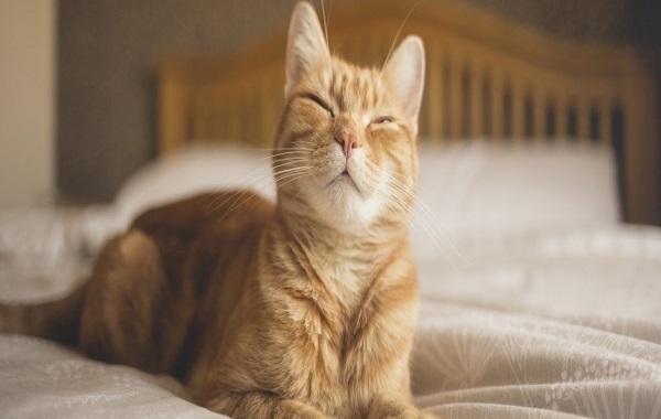 Study Confirms That You Can Really Communicate With Your Cat By Doing This