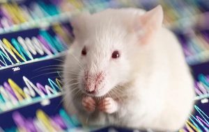 Oxygen deficiency increases mouse lifespan by 50 percent, will it work in humans?