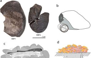 Neandertaller Sentetik