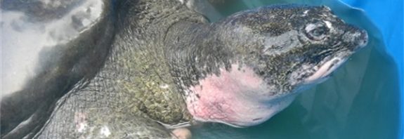 Last Female Yangtze Giant Turtle Found Dead, Spelling Doom For Species