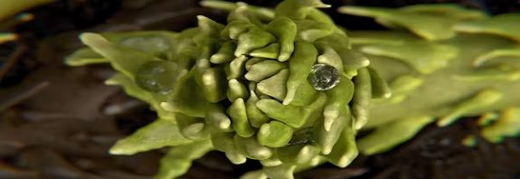 400 Milyon Yıllık Fibonacci Spiralinin Bitkilerdeki Matematiksel Kökeni