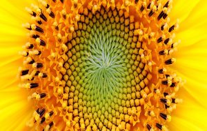400-Million-Year-Old Fossil Upends Our Understanding of Fibonacci Spirals in Nature