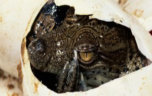 Virgin Birth Ability Discovered in Crocodiles For The First Time Ever