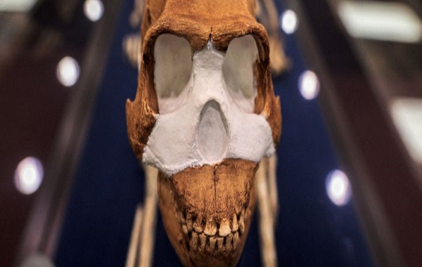 The Oldest Known Burial Site in The World Was Not Made by Our Species