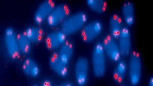 Uzun Ömrün Sırrı: Telomerler Değil, Bu Amino Asit mi?