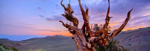 Dünya Üzerinde Yaşayan