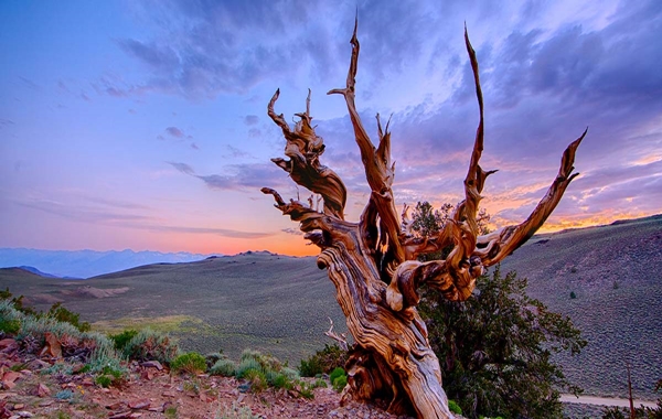 Dünya Üzerinde Yaşayan