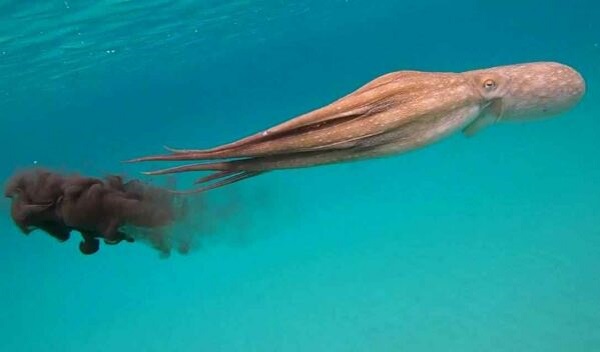 Ahtapot Mürekkebinde Kanser Hücrelerini Yok Eden Bir Molekül Bulundu