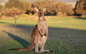 Kanguruların Atası Zıplamıyor; İki Ayak Üstünde Yürüyordu