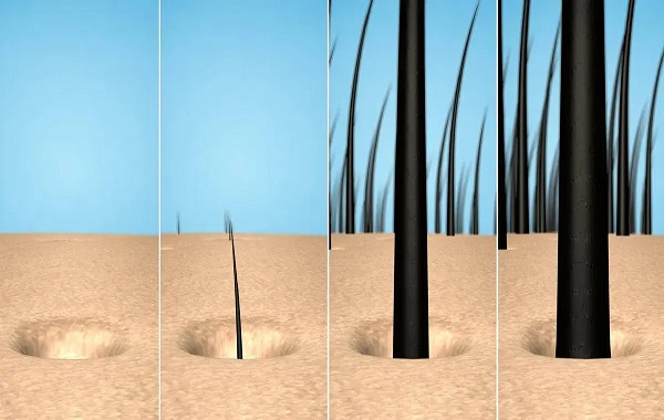 Scientists find way to make aging hair regrow by manipulating stem cells