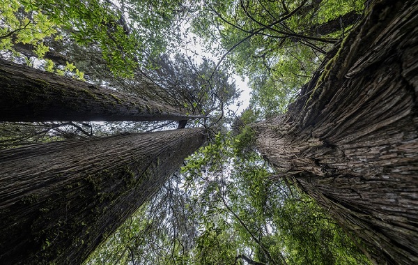 Dünyanın En Derin Kanyonunda Asya'nın En Uzun Ağacı Keşfedildi