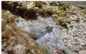 Octopuses Have An "Active Sleep" Phase Resembling REM Sleep