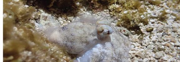 Octopuses Have An "Active Sleep" Phase Resembling REM Sleep