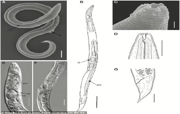 The ancient creature that predates civilisation brought back from the dead: Roundworm that is 46,000 years old is revived after an eternity in Siberian permafrost