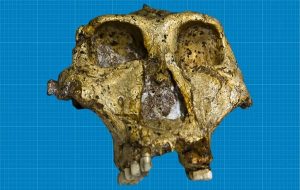 Ancient human genetic material found preserved in 2-million-year-old teeth