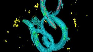 Antik Solucanlar 46.000 Yıl Sonra Yeniden Canlandı