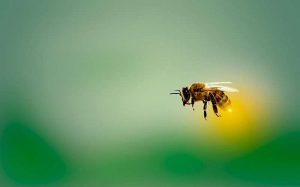 Bağışıklık Güçlendirici Tedaviyle Bal Arıları Virüs Tehditlerine Meydan Okuyor