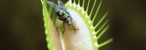 Etobur Bitkiler Et İçin Ölümcül Bir Tat Edinmişlerdir. Ama Nasıl?