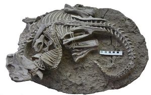 Incredible Fossil Reveals A Fight That Happened 125 Million Years Ago