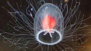 'Elixir of Immortality' Jellyfish Could Age Backwards and Live Forever