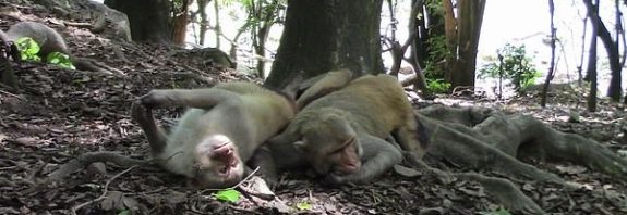 Erkek Makak Maymunlarının Yğzde 72'si Biseksüel Çıktı